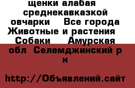 щенки алабая ( среднекавказкой овчарки) - Все города Животные и растения » Собаки   . Амурская обл.,Селемджинский р-н